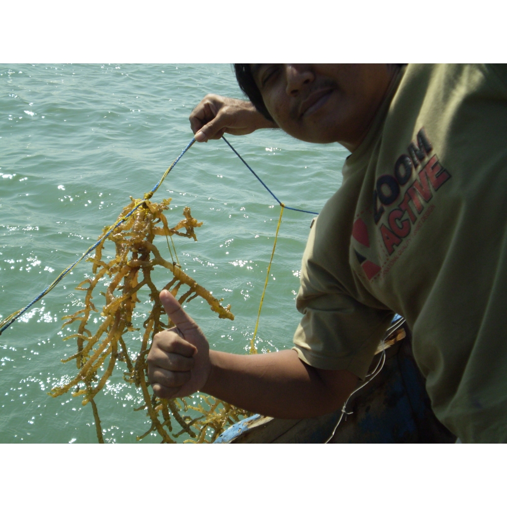 We have our own source of algae so that we can provide high quality products.