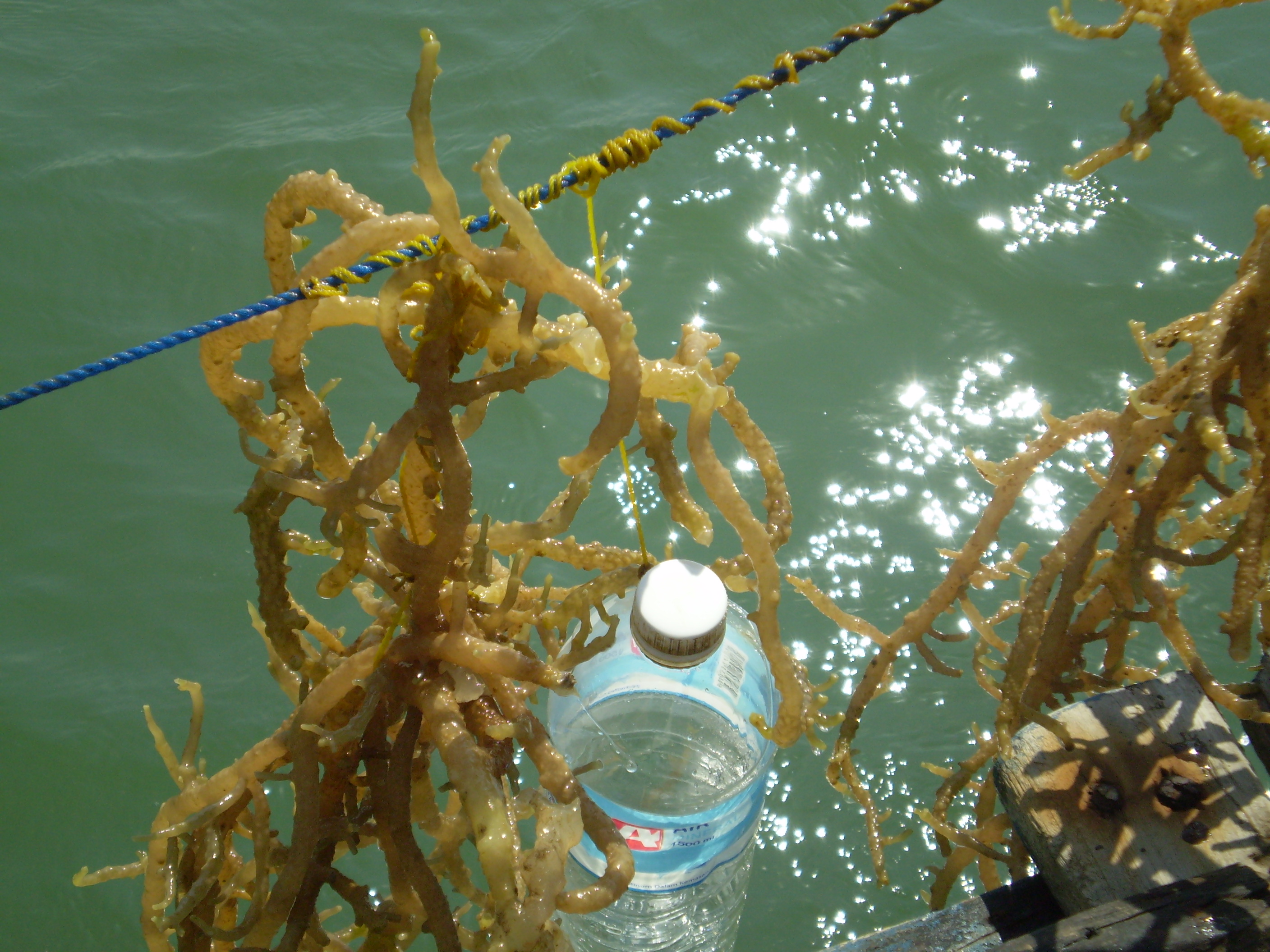 專利技術培育褐藻，品質特殊優異